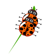 Ladybug mating on leaf