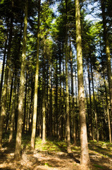 Tall pine tree forest at mount Bobija, west Serbia