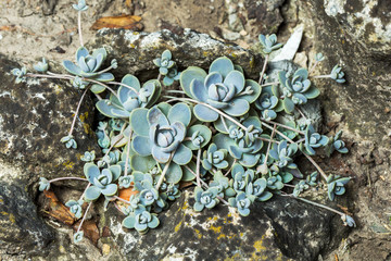 Green sedum