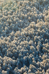 Forest in winter, top view