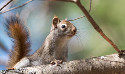 Red squirrel, quick little woodland creature pauses only for a second, running around on branches and in trees in a Northern Ontario woods.