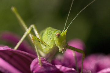 green grasshopper resting on a purple flower