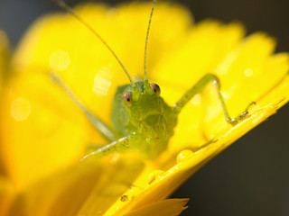 green grasshopper resting on a yelloow flower