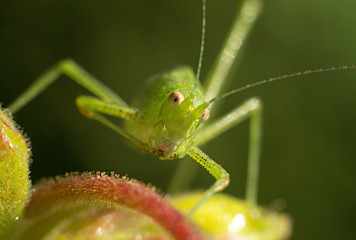Fototapeta premium green grasshopper resting on a leaf