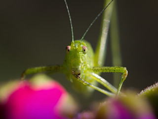 green grasshopper resting on a purple flower