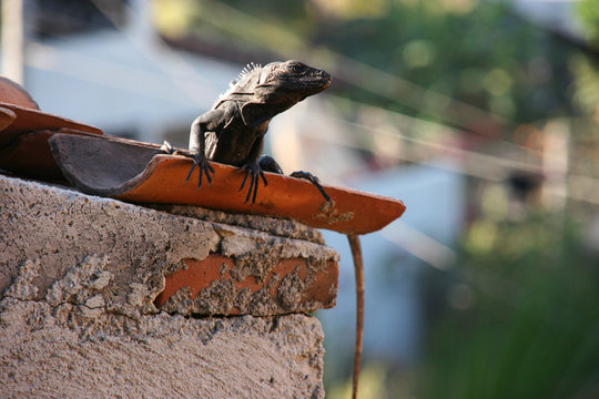 Big Lizard, Puerto Escondido, Mexico