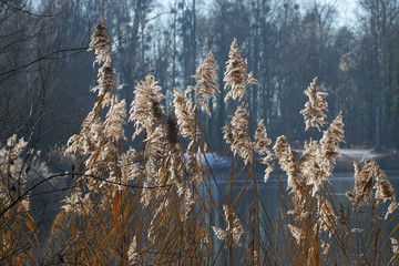 Fototapeta premium Schilf am See