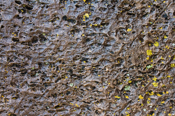 Close-up of stone covered by lichen