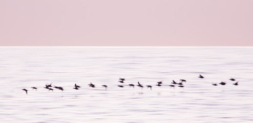 Flock of Ducks in Flight
