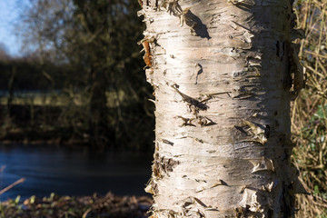 Birch Tree Trunk on Sunny Winter Day With Pond background