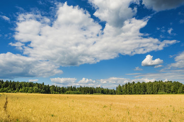 Obraz premium Wheat field in summer day