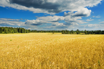Fototapeta premium Beautiful rural landscape with wheat field and clouds in the sky