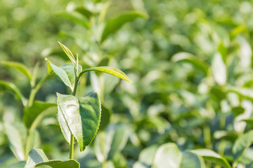 Fototapeta na wymiar Close up Green tea plantation
