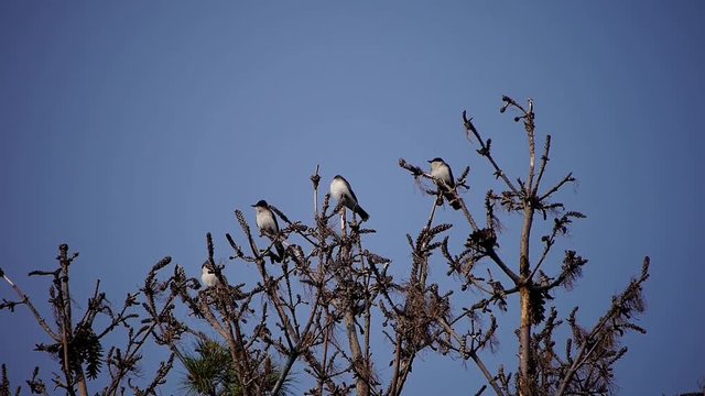 Eastern Kingbird (Tyrannus tyrannus) sitting among tree branches in summer.