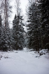 Winter forest