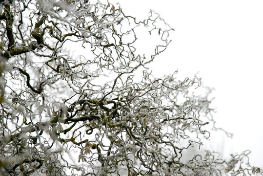 B&auml;ume im Winter