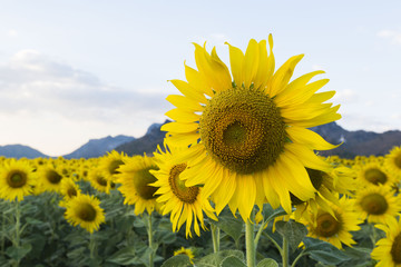 Sunflower field at Khao Chin Lae, Lopburi, Thailand
