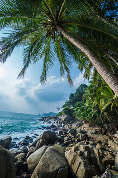 View of nice tropical background with coconut palm trees and rocks over sea and sky in Thailand