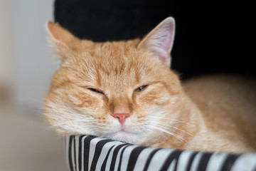 Obraz premium Sleepy ginger cat in lair
