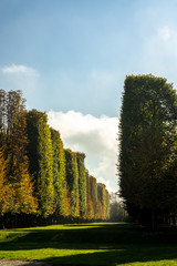 Pines and cypresses lining a landscaped promenade