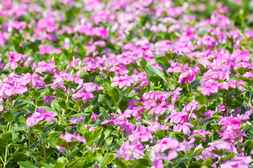 Fototapeta premium West indian periwinkle in garden