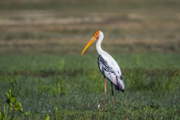 Painted Stork in Panama nature reserve, Sri Lanka