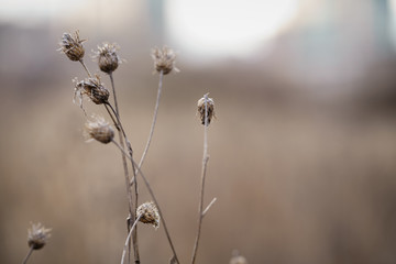 dry bur grass on rural field in early spring, shallow focus