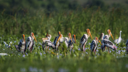 Painted Stork in Panama nature reserve, Sri Lanka © PACO COMO