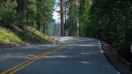 Curve road with shading from big pine tree.