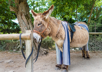 Poitou donkey in pants, Saint Martin de Re,  France