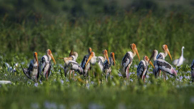 Painted Stork in Panama nature reserve, Sri Lanka