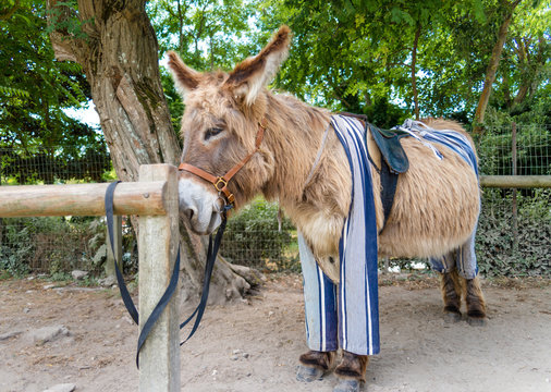 Poitou donkey in pants, Saint Martin de Re,  France