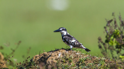 Pied kingfisher in Arugam bay lagoon, Sri Lanka