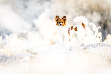Papillon dog and winter portrait