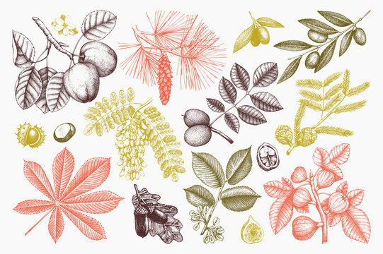Vector collection of hand drawn trees illustration. Vintage set of leaves, fruits, seeds, nuts, flowers sketch on chalkboard. Botanical garden drawing. 
