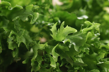 Fototapeta premium fresh green lettuce frisee leaves, shallow focus