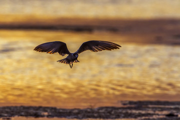 Whiskered Tern in Arugam bay lagoon, Sri Lanka