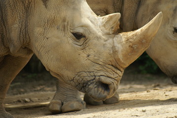 Rhino - close up