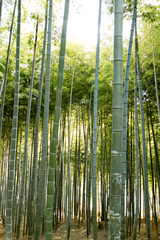京都伏見の竹林