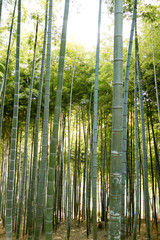 京都伏見の竹林