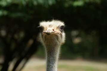 Ostrich - close up