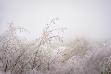 Hoar frost on the grass giving beautiful texture in misty landscape