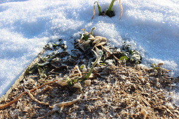 Plants in the snow
