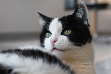 black and white house cat