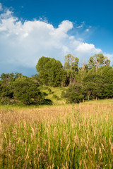 Fototapeta na wymiar Colorado grasses