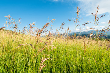 Obraz premium Colorado grasses