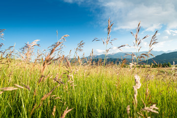 Colorado grasses