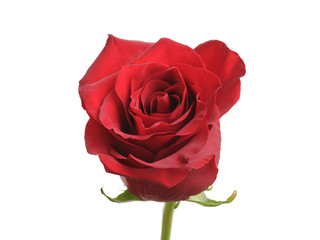 fresh red rose isolated over white background, closeup photo