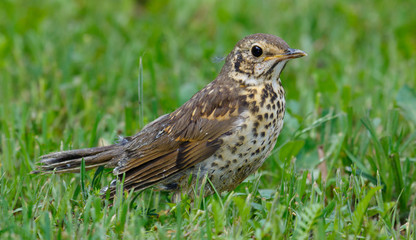 Fototapeta premium Juvenile Song Thrush (Turdus philomelos) closeup