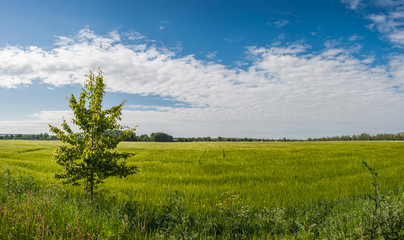 Fototapeta na wymiar Landscape with Field and Tree